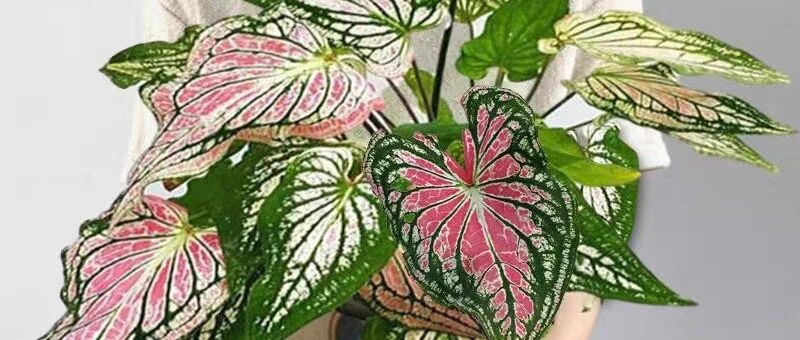 12种花，堪称“耐阴王”，比绿萝好看一万倍！