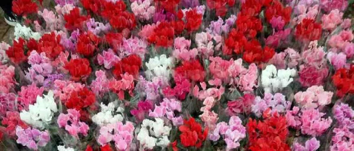 新年必买的10种花，一个月内要涨价，赶紧买！