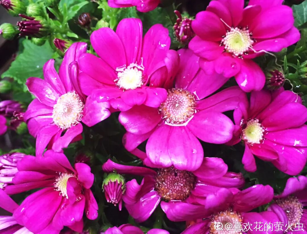 9月23日是什么星座 养花大全 赤峰新闻