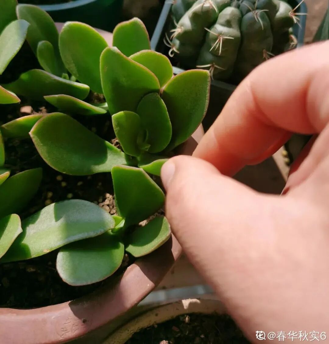 12种花不用买 叶子掉土里就生根 不用扦插 满盆都是芽 柠檬资讯