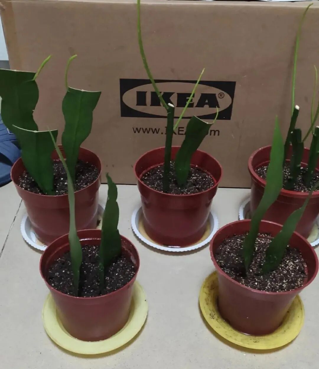 12种花不用买 叶子掉土里就生根 不用扦插 满盆都是芽 柠檬资讯