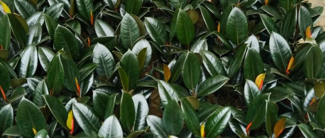 24种植物“净化器”，每个房间养一盆，全家都健康！