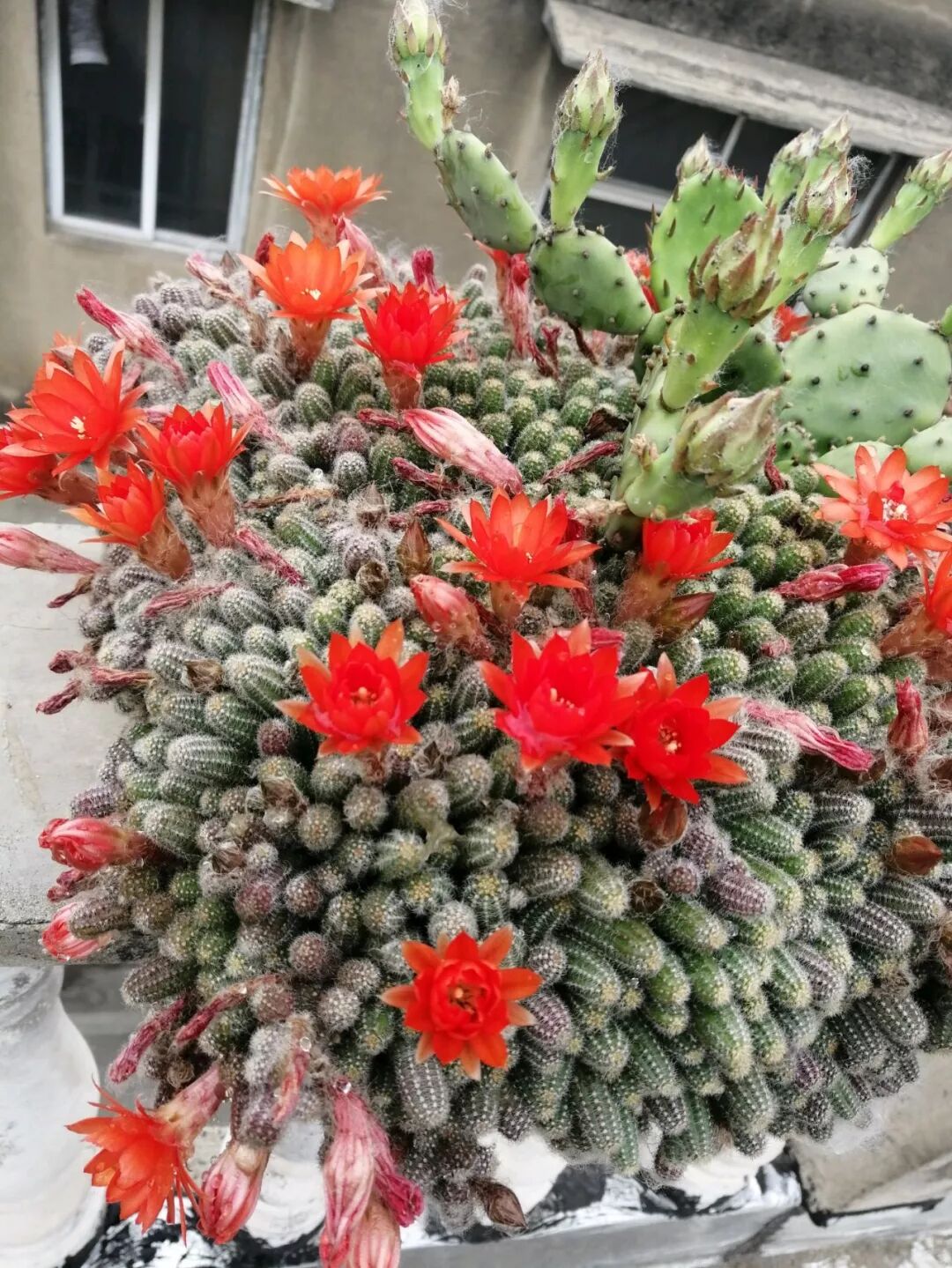 神奇 这种毛毛虫多肉 1根枝开朵 夏天越晒越爱开 爆满缸 养花大全微信公众号文章