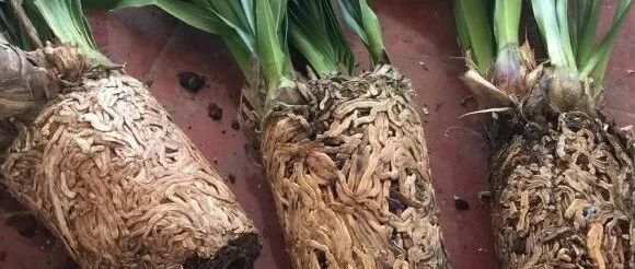 换盆时间到，这花再不换，越养越差劲