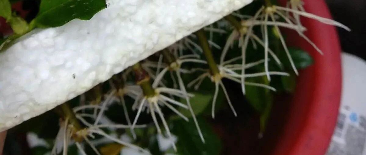 立夏后，这花赶紧扦插，沾水就生根