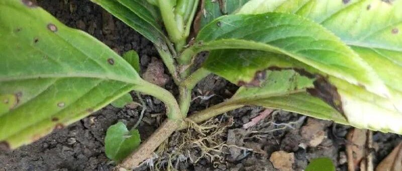 冬天扦插，最简单的方法，玫瑰海棠···都能生根