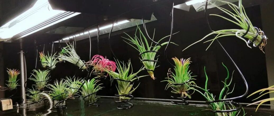 绿萝可以扔了，这花更好养，颜值高还有格调