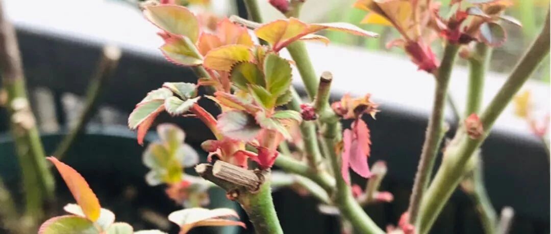 这花初春怕浇水，一盆水下去，3天只剩盆