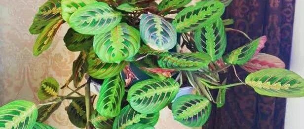 这种贵气花，开成我买不起的样子，其实10块到手