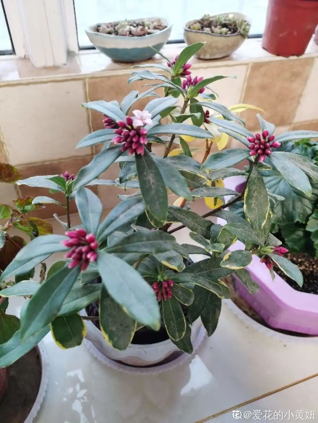 众花皆败我独开_红掌花为啥不吉利_开罐子开到荒古手炮的图