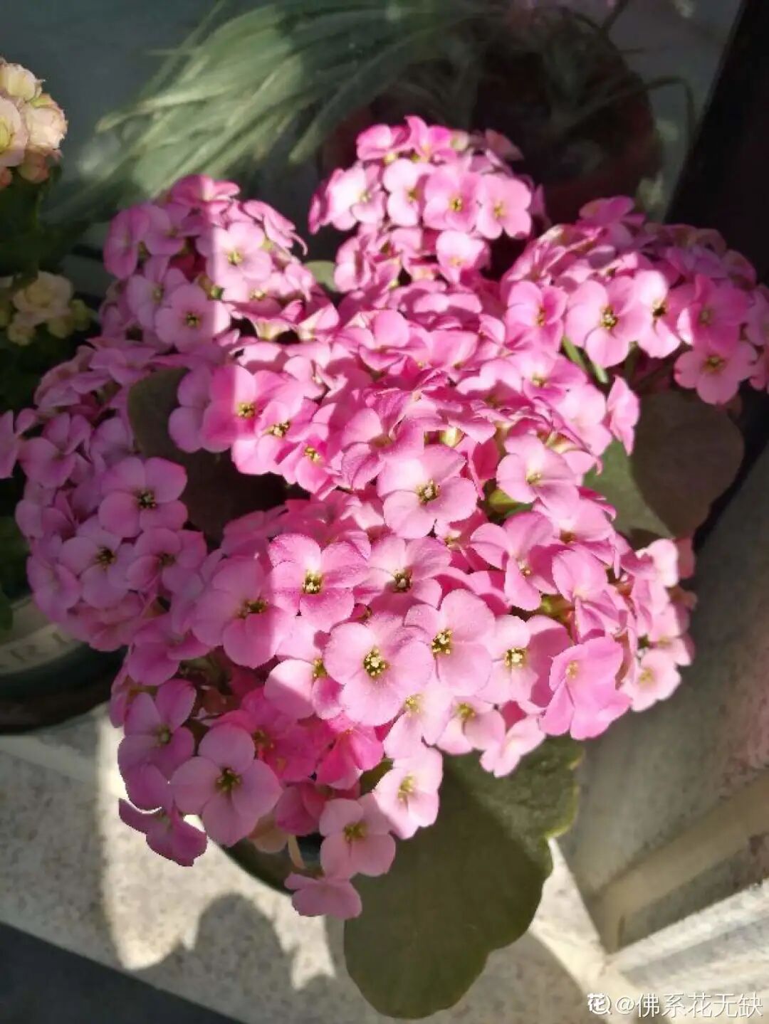 红掌花为啥不吉利_众花皆败我独开_开罐子开到荒古手炮的图