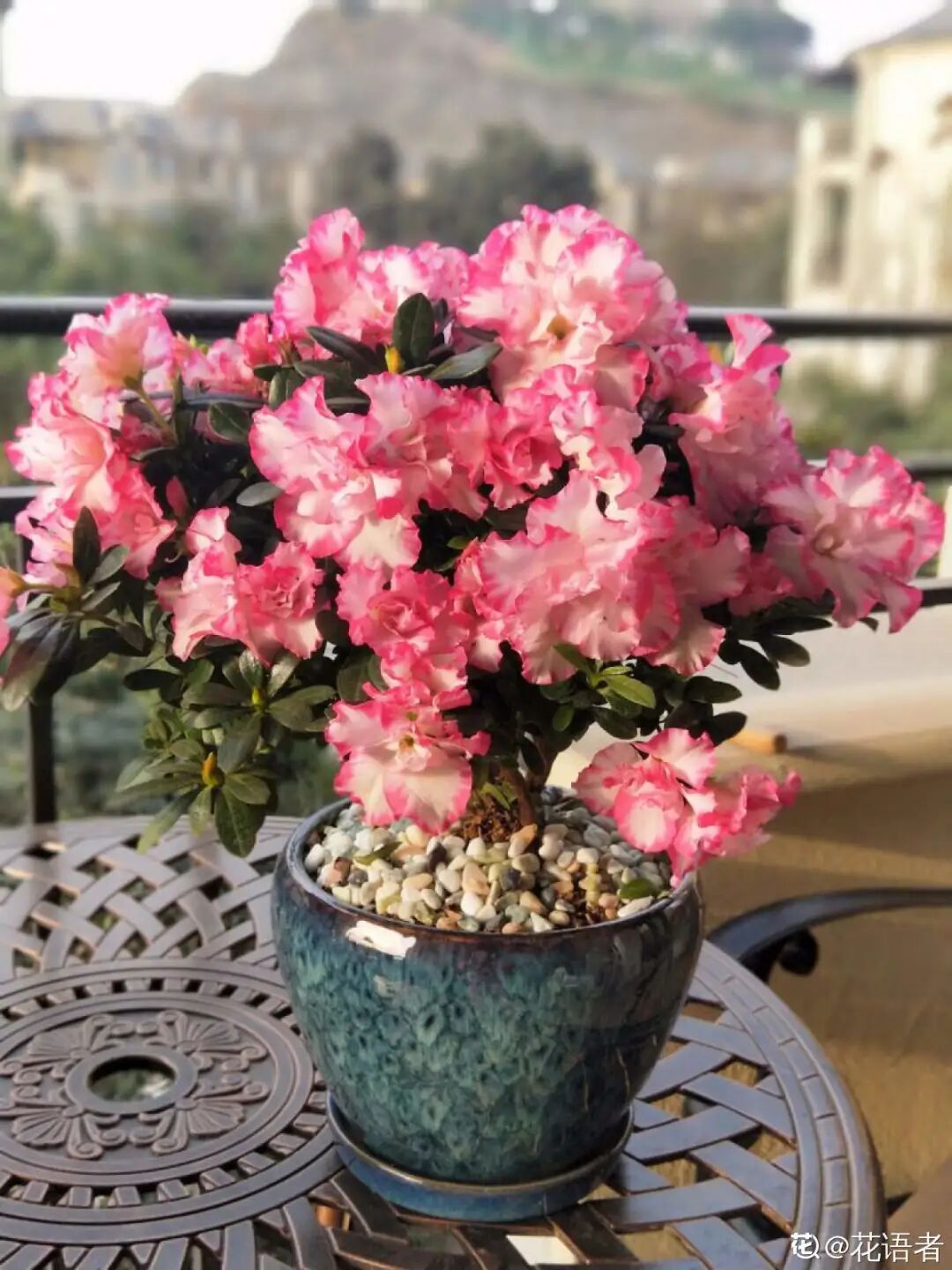 红掌花为啥不吉利_开罐子开到荒古手炮的图_众花皆败我独开