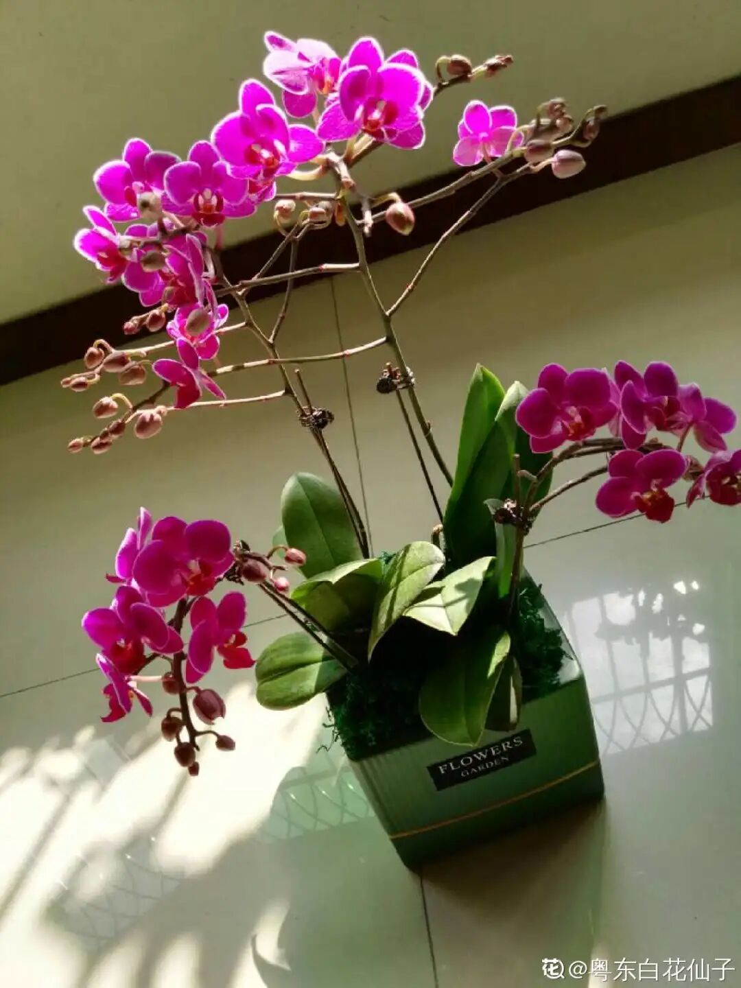 红掌花为啥不吉利_众花皆败我独开_开罐子开到荒古手炮的图