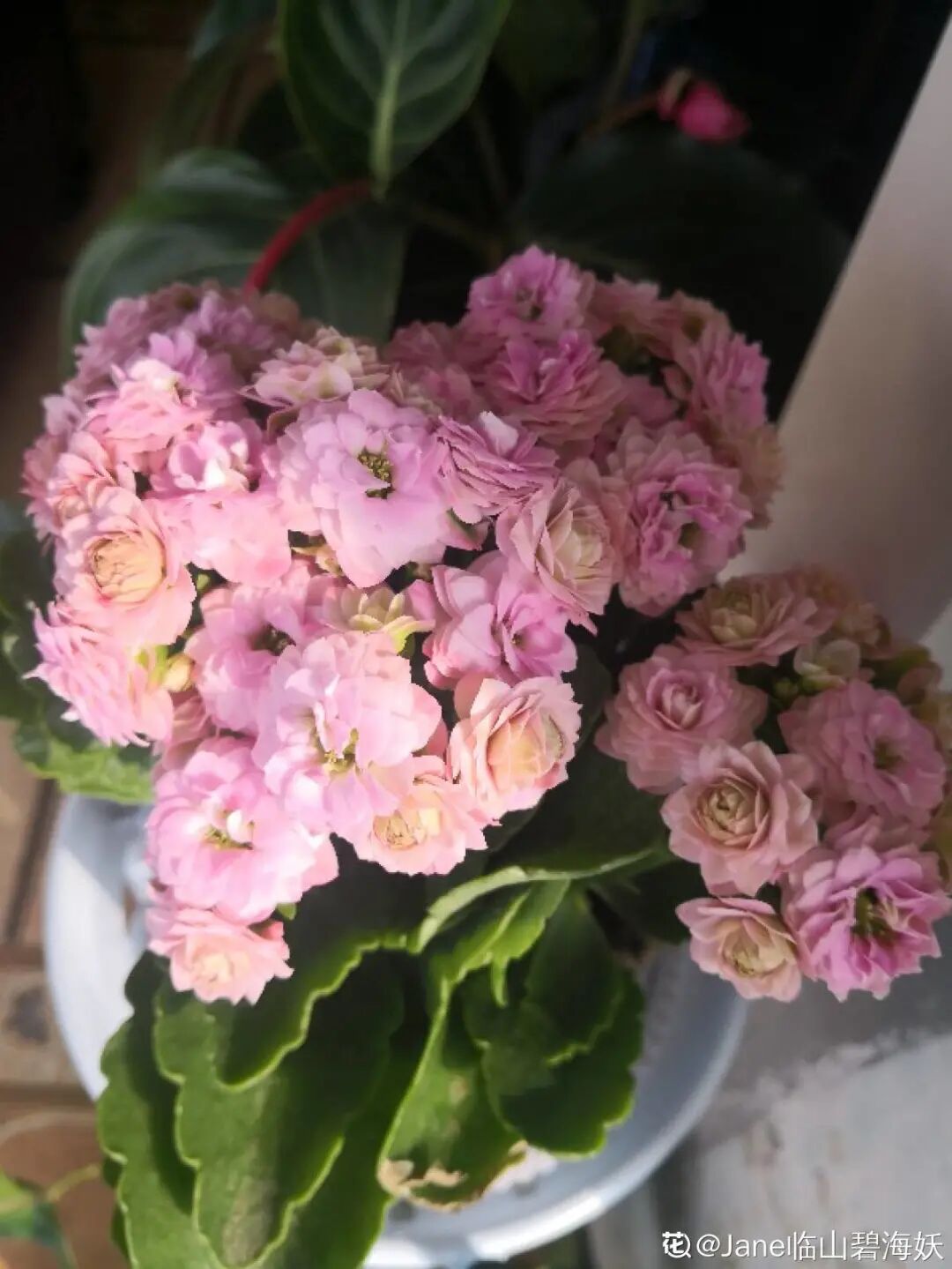 红掌花为啥不吉利_众花皆败我独开_开罐子开到荒古手炮的图