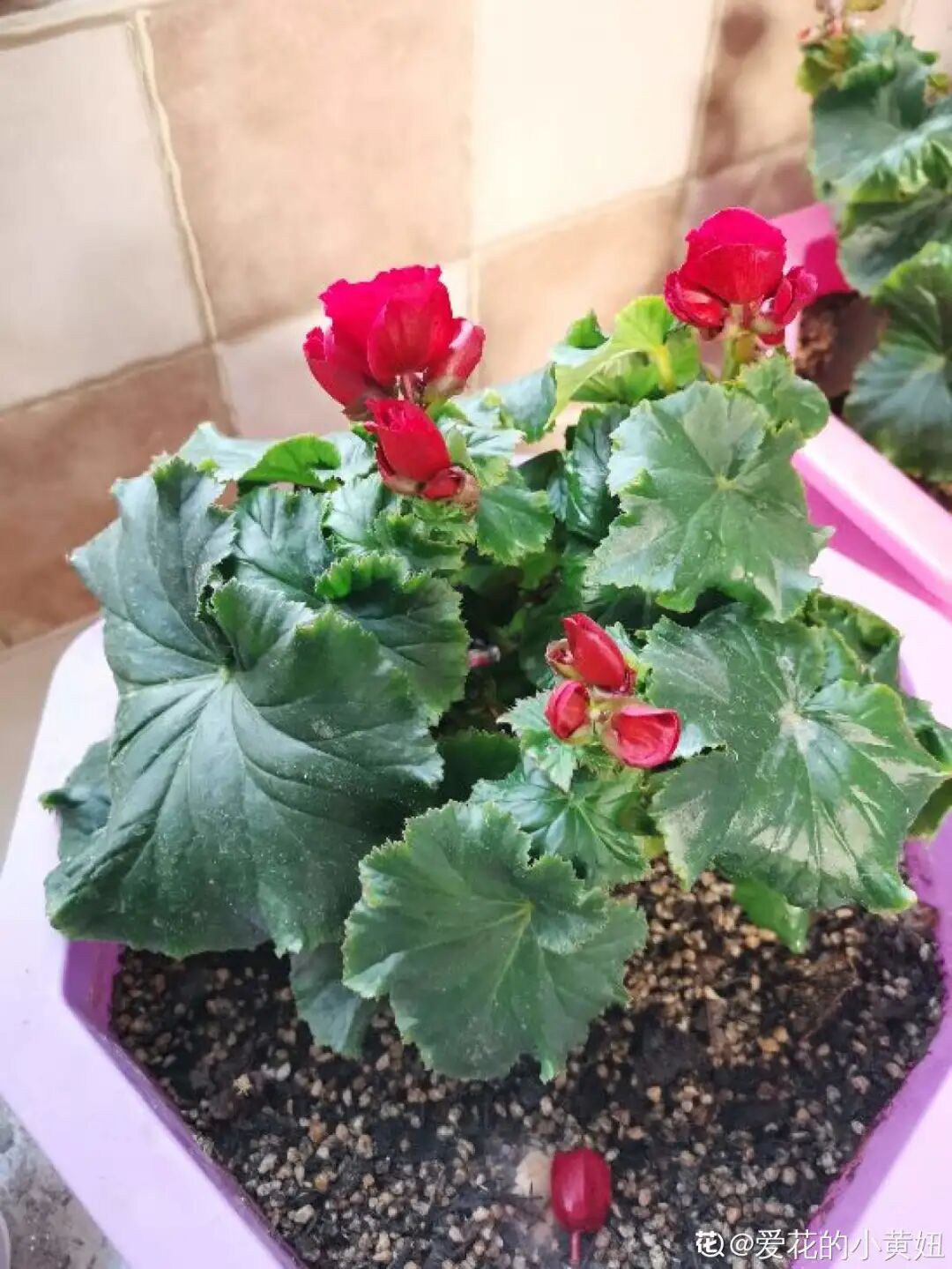 红掌花为啥不吉利_众花皆败我独开_开罐子开到荒古手炮的图