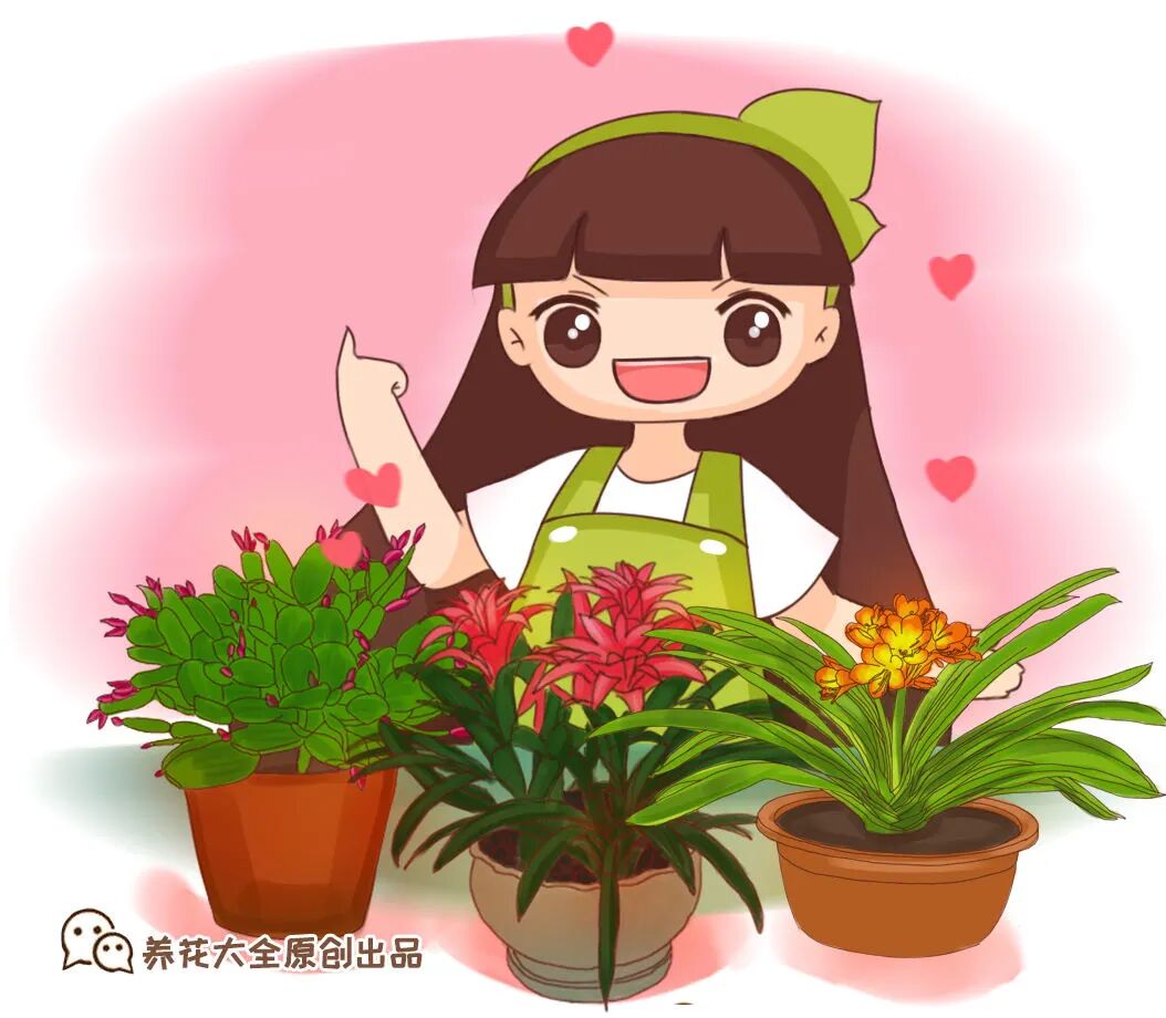 众花皆败我独开_开罐子开到荒古手炮的图_红掌花为啥不吉利