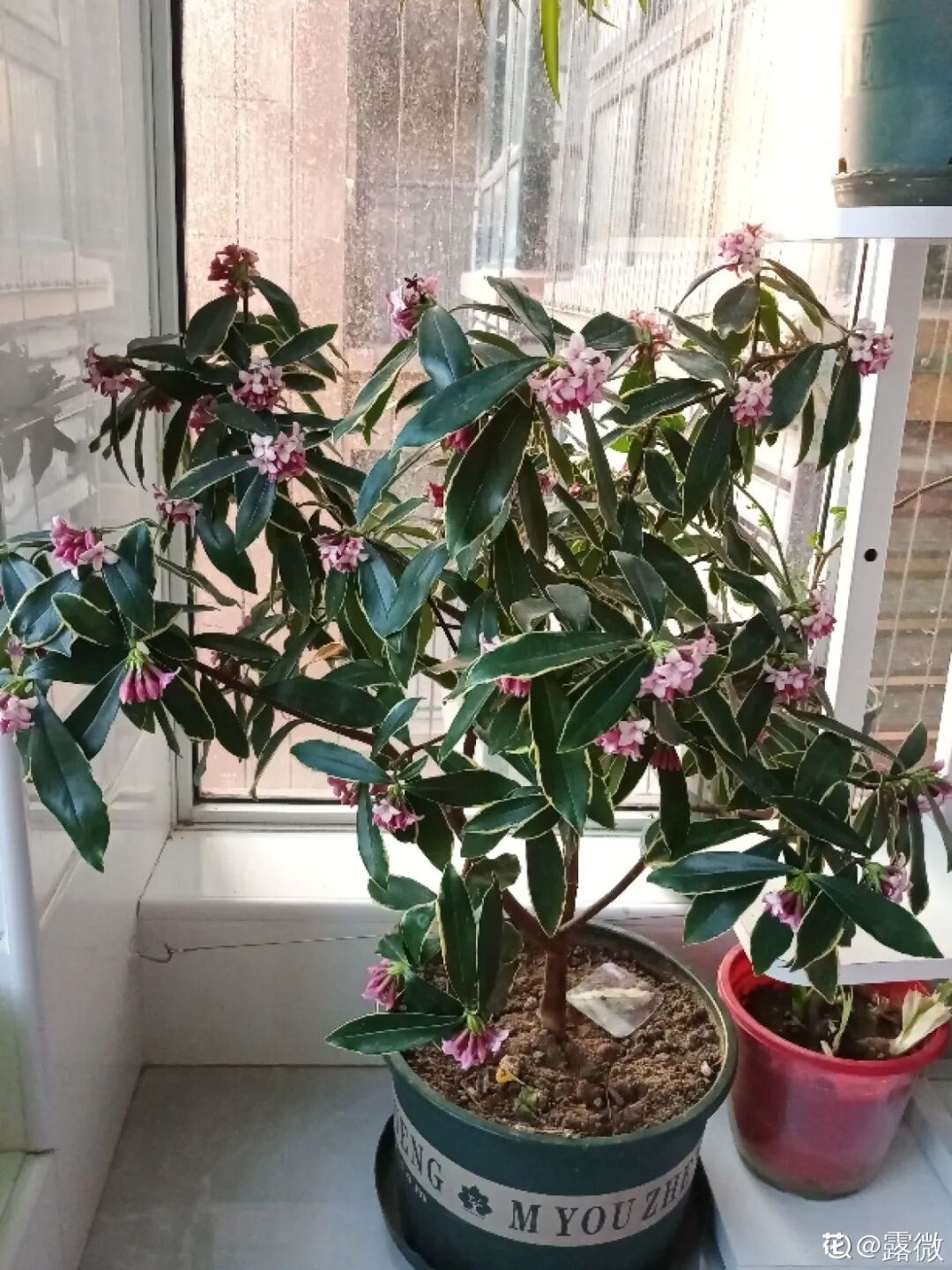 红掌花为啥不吉利_众花皆败我独开_开罐子开到荒古手炮的图