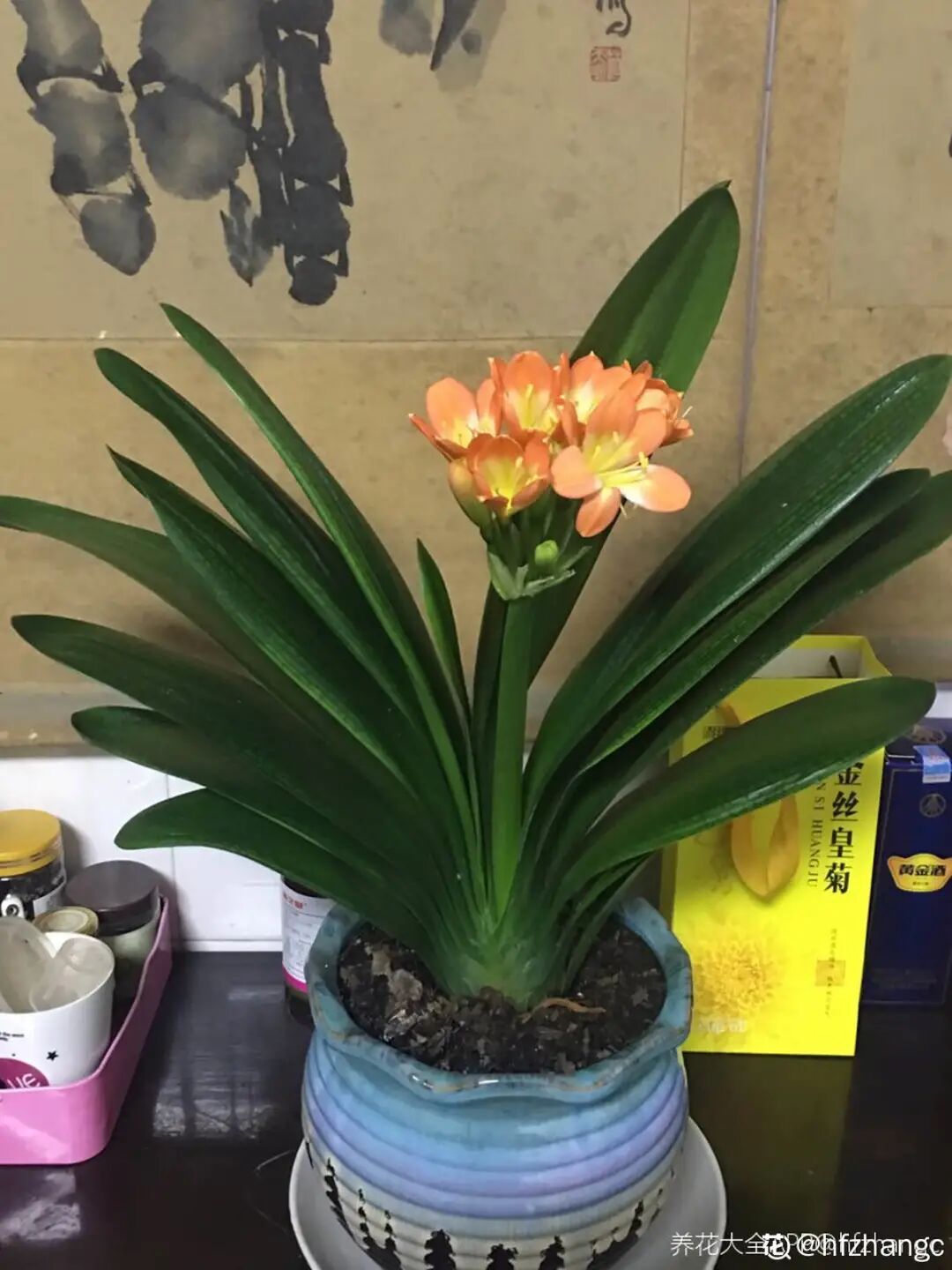 众花皆败我独开_开罐子开到荒古手炮的图_红掌花为啥不吉利