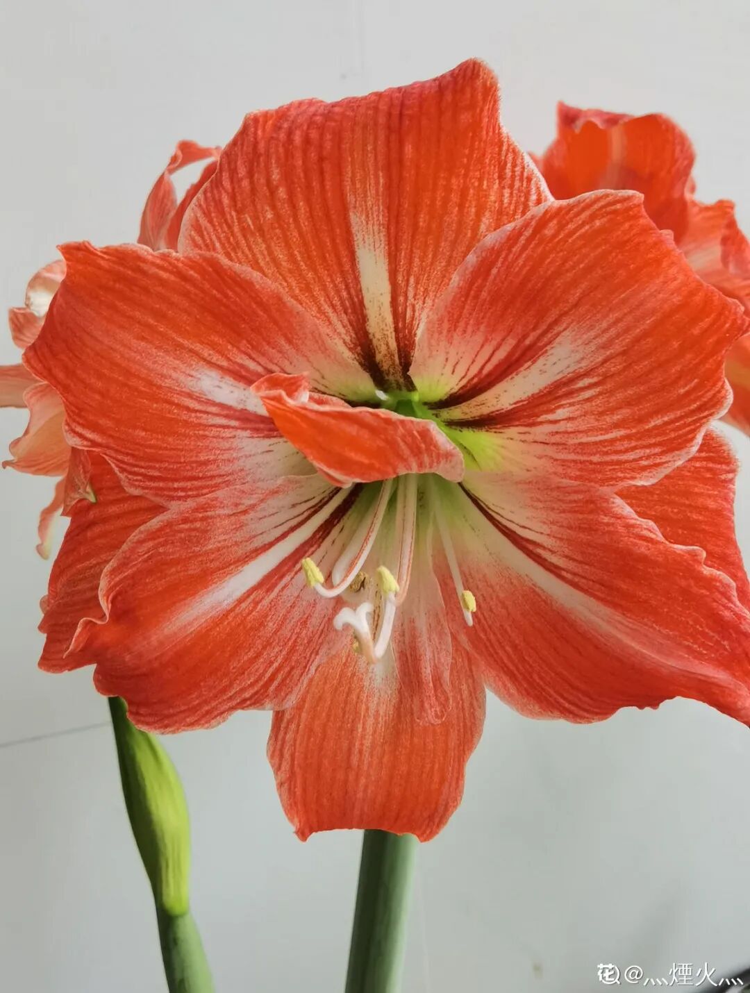 众花皆败我独开_红掌花为啥不吉利_开罐子开到荒古手炮的图