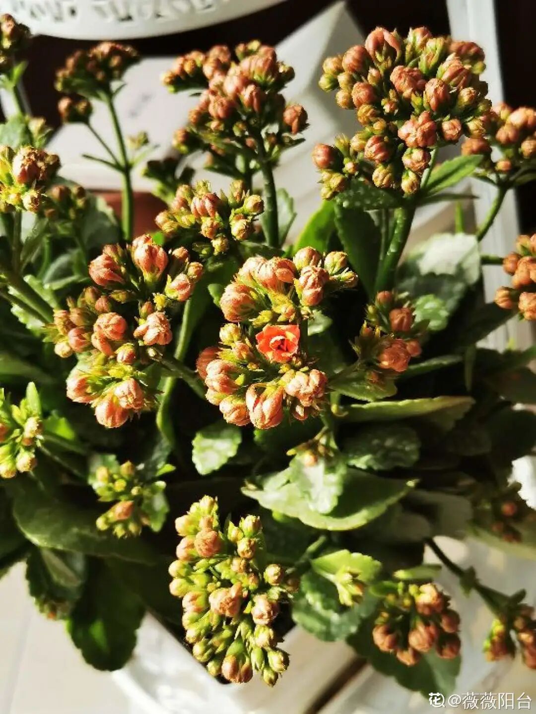 红掌花为啥不吉利_众花皆败我独开_开罐子开到荒古手炮的图