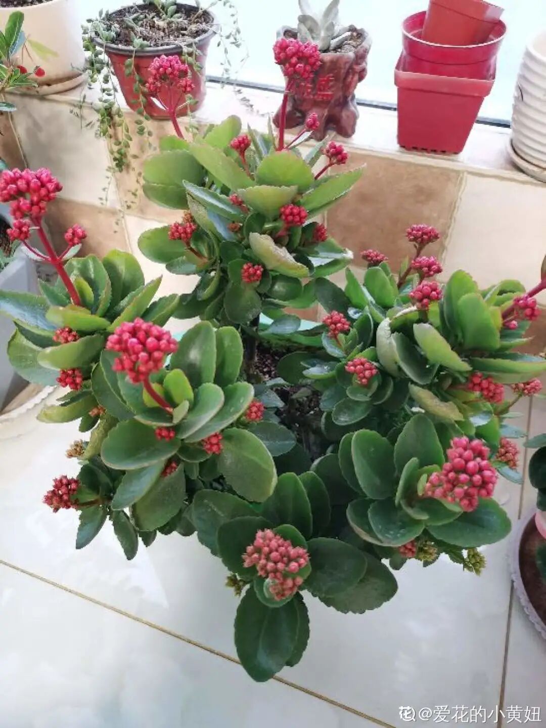 红掌花为啥不吉利_开罐子开到荒古手炮的图_众花皆败我独开