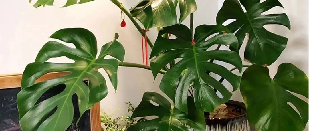 24种吸甲醛花，最厉害的竟然是它，绿萝排名倒数