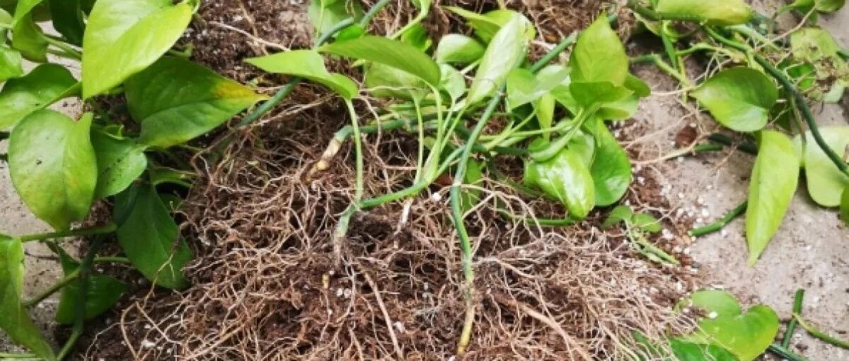 7种花，立秋后换盆，秋冬越养越好