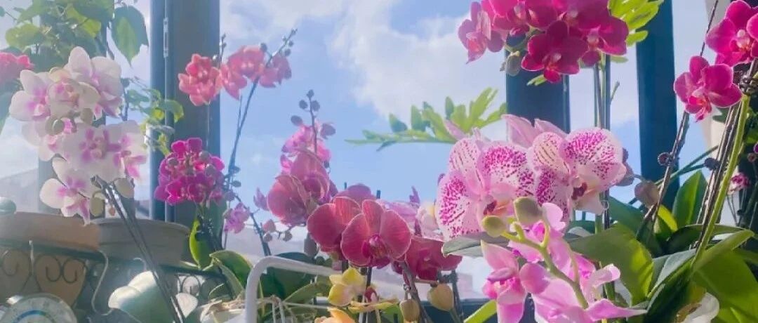 10种过年花，湿养能活命，干养会送命！