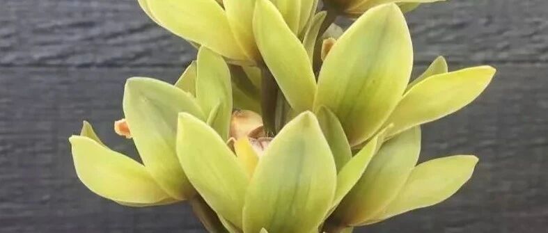 这花真贵，掉个苞20块钱没了，心疼···