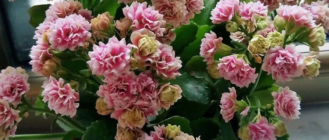 长寿蟹爪兰…得穷养，盆越小、水越少，越长得旺