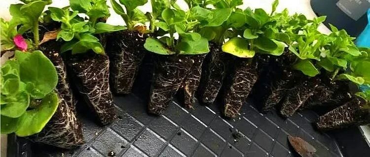 10种花，现在扦插，下个月就开花