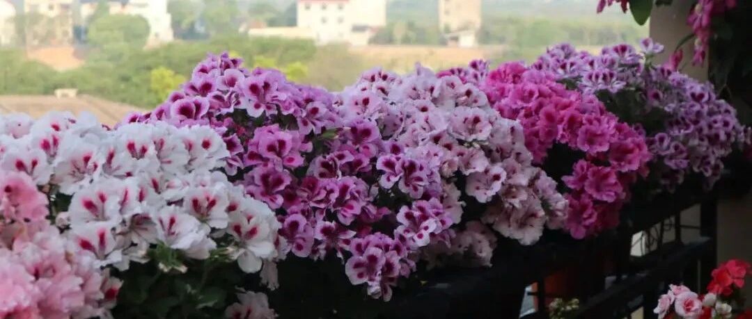 花市里这种花，白送都别要，买了养不活，还惹一肚子气