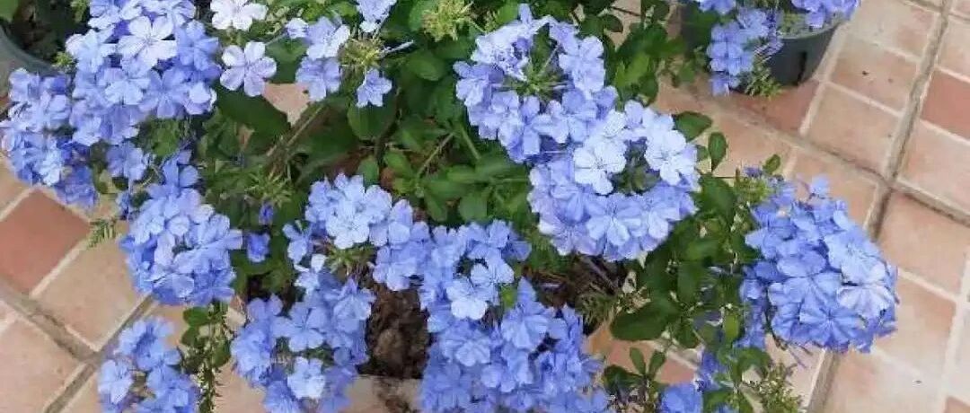 打了鸡血的花，剪一茬开一茬，真怕它累死