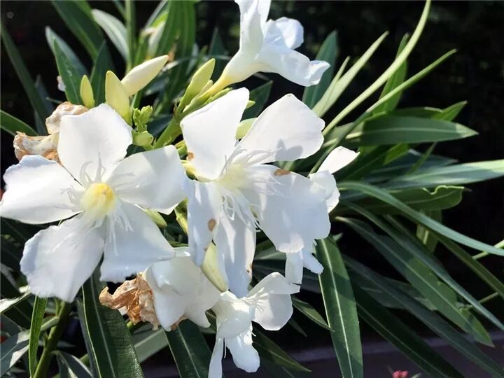 这种花有毒，别乱碰、别乱吃，家里有小孩更要注意！