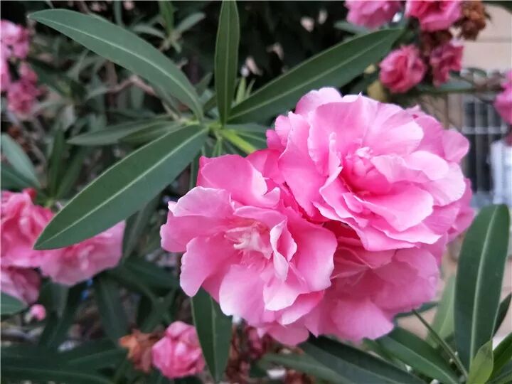 这种花有毒，别乱碰、别乱吃，家里有小孩更要注意！