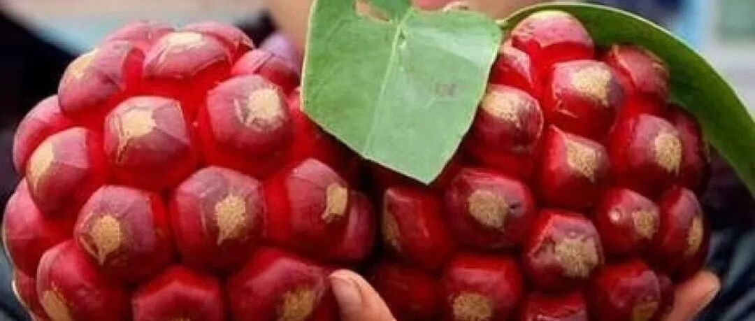 这花开完别剪，结出的果子特香甜，还对身体好， 一般地方买不到