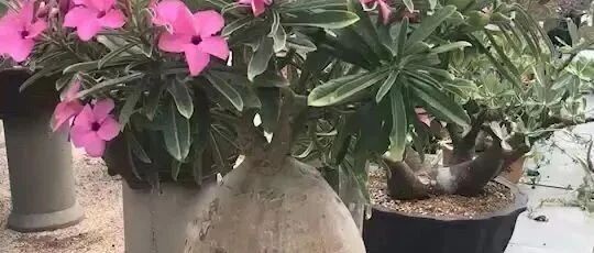 这花有个大肚子，超级耐旱，一个月不浇水也死不了