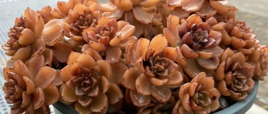 花冻成塑料了，砍一刀，竟然活过来了