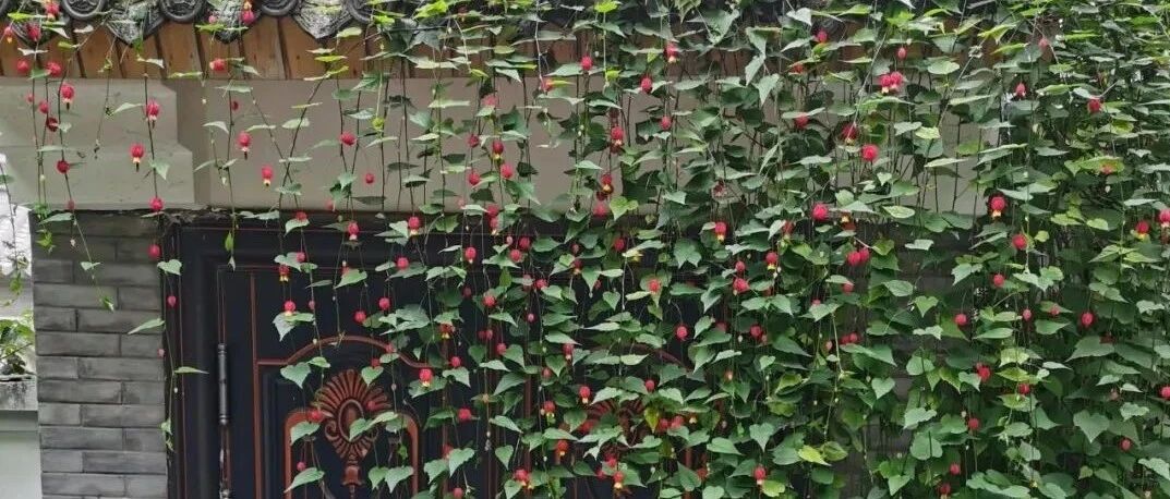 10款耐阴花，半年爬满墙，家里变成绿森林！