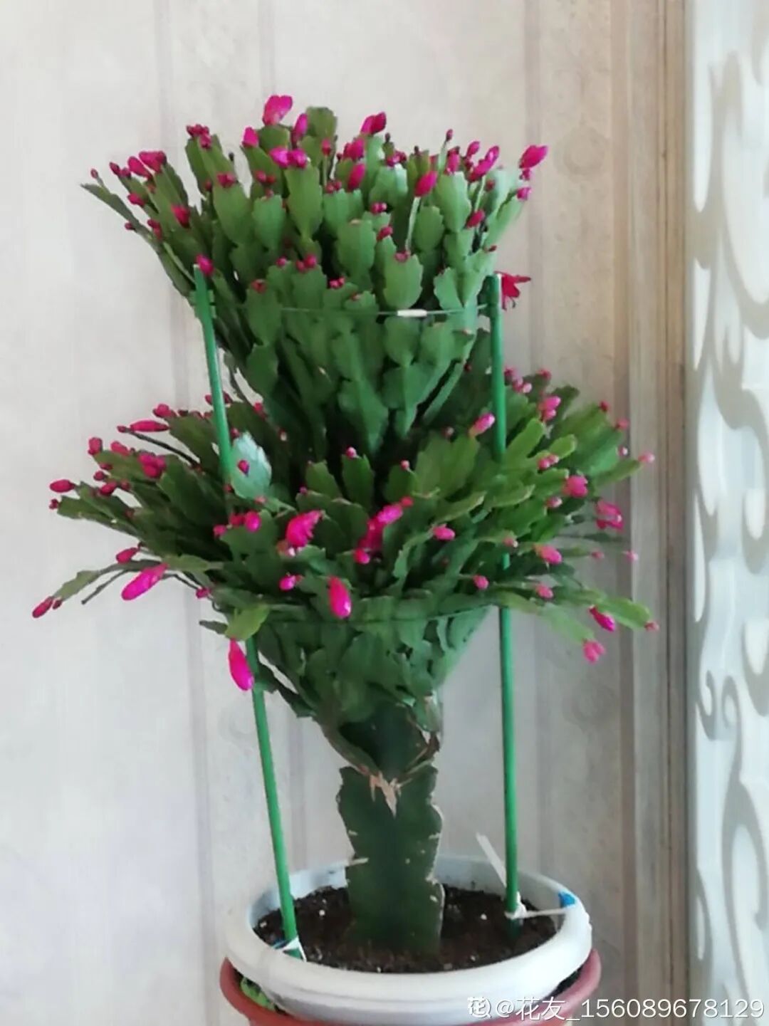 8种花 养小不养老 第二年必须狠剪 养花大全微信公众号文章