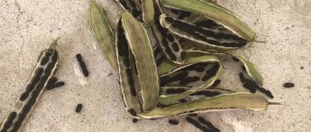 这花开完不要剪，摘下黑豆子，丢土里收了100盆！