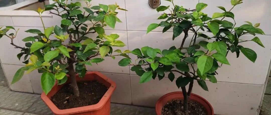 9种花，现在不能搬出去，搬出去死路一条