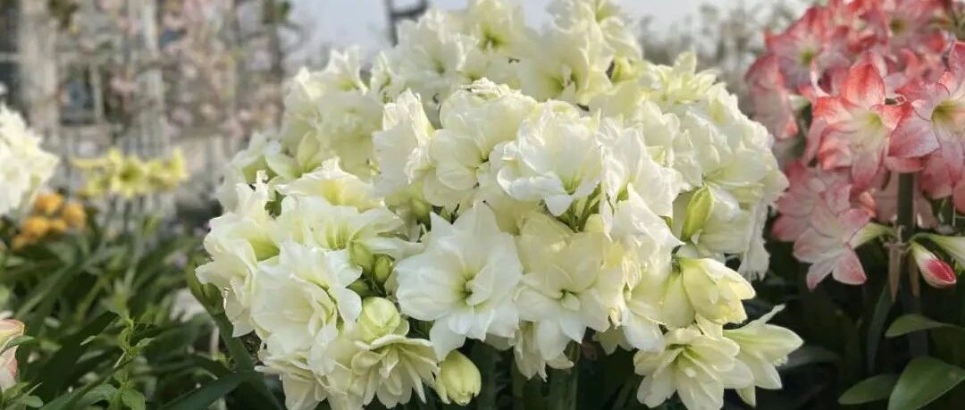 老祖宗留下的养花口诀，句句准到可怕！