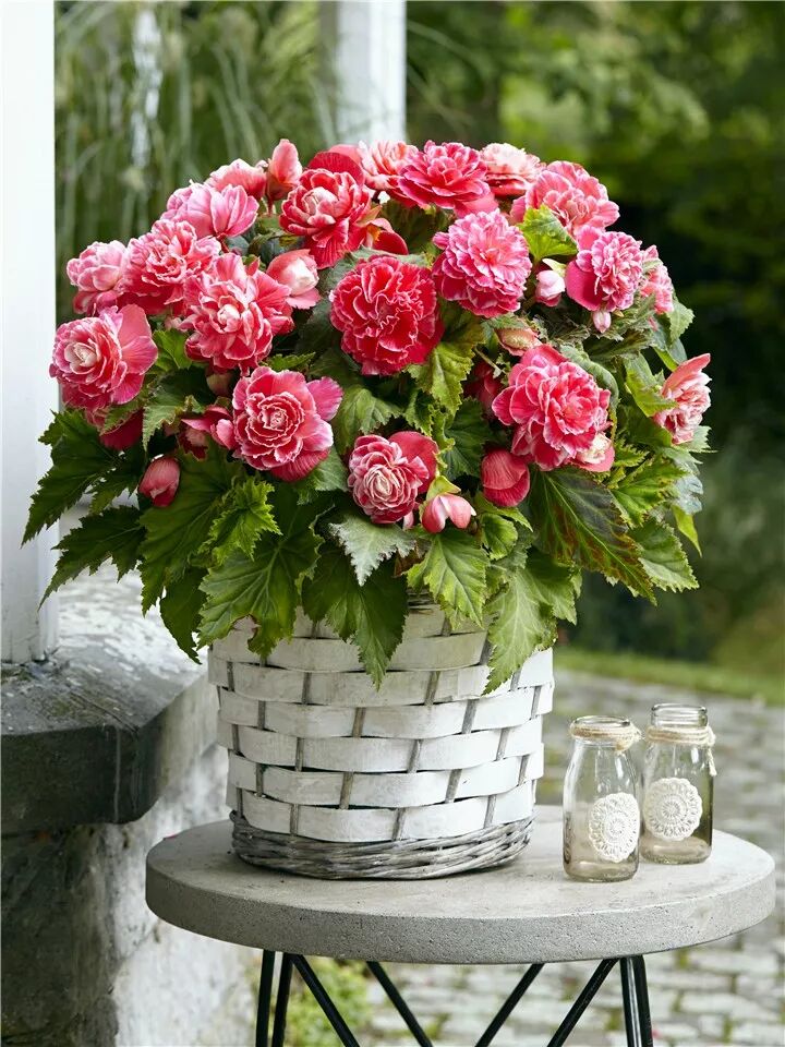 惊艳 家里养这花 盆越小 花越大 摆在客厅上档次 养花大全微信公众号文章