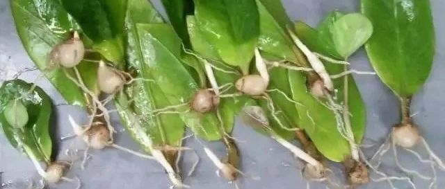 这花不用扦插，叶子摘下来，7天就冒大白根！