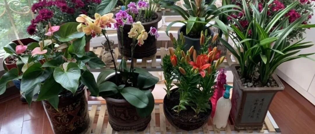 腊月养花禁忌，犯了这个错误，花死得只剩盆