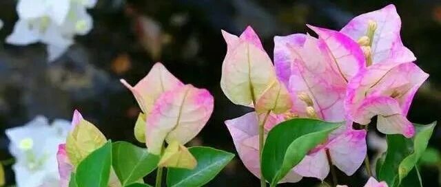 32种怕冷花，再不管，全部冻死