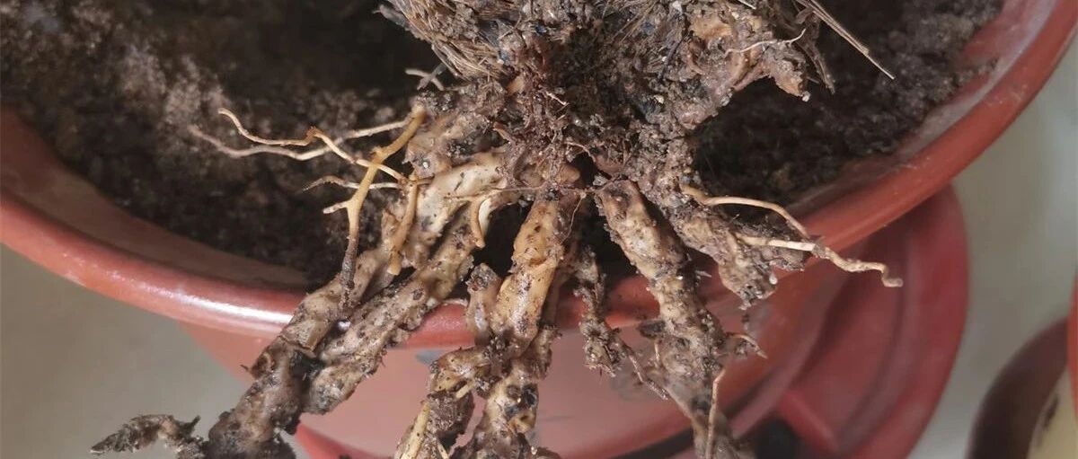 这花最怕乱浇水，越浇死得越快，赶紧住手