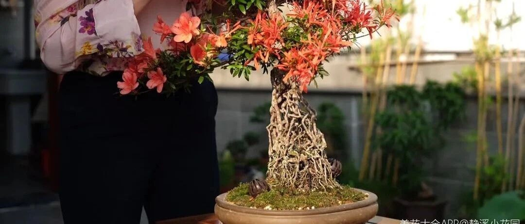 最小的盆，养最牛的花，价值4位数