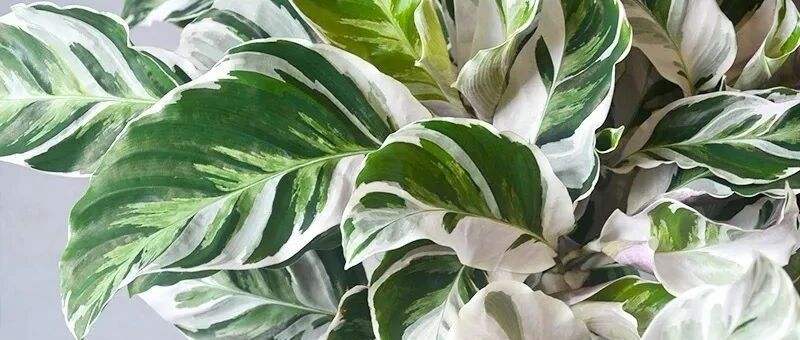 家里养盆气质花，绿萝吊兰都得扔，名贵又有范！